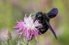 Xylocopa violacea